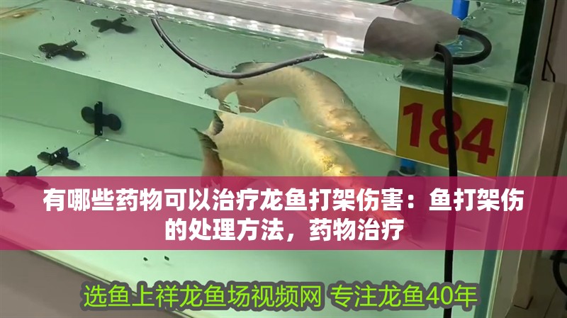 有哪些藥物可以治療龍魚打架傷害：魚打架傷的處理方法，藥物治療