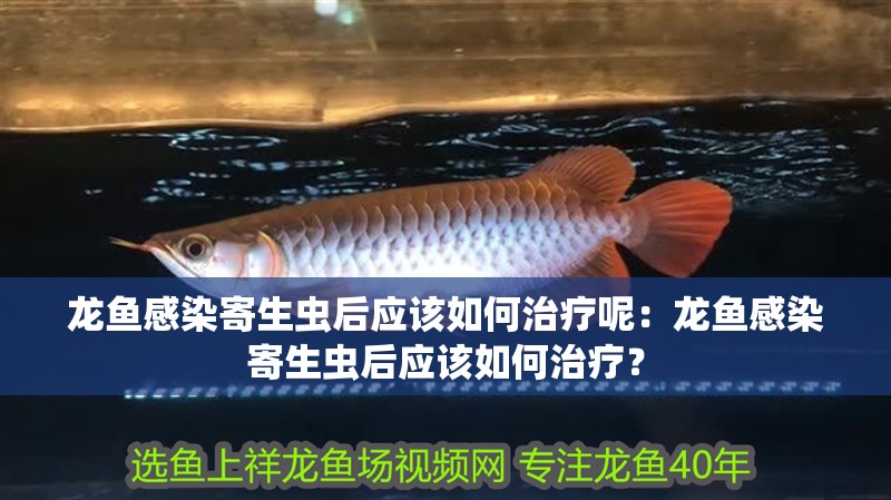 龍魚(yú)感染寄生蟲(chóng)后應(yīng)該如何治療呢：龍魚(yú)感染寄生蟲(chóng)后應(yīng)該如何治療？