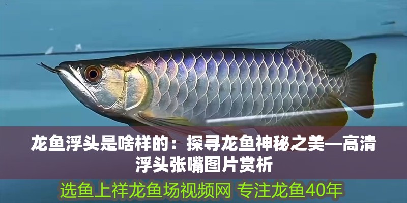 龍魚浮頭是啥樣的：探尋龍魚神秘之美—高清浮頭張嘴圖片賞析