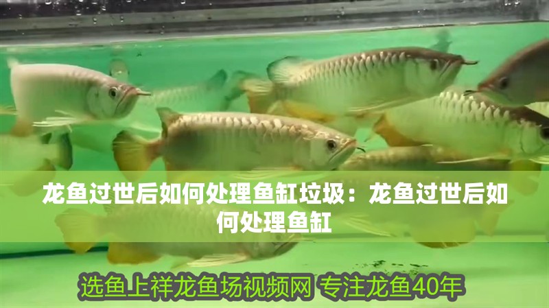 龍魚過世后如何處理魚缸垃圾：龍魚過世后如何處理魚缸