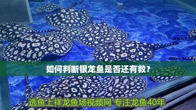 如何判斷銀龍魚(yú)是否還有救？