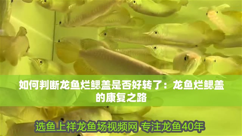 如何判斷龍魚爛鰓蓋是否好轉了：龍魚爛鰓蓋的康復之路