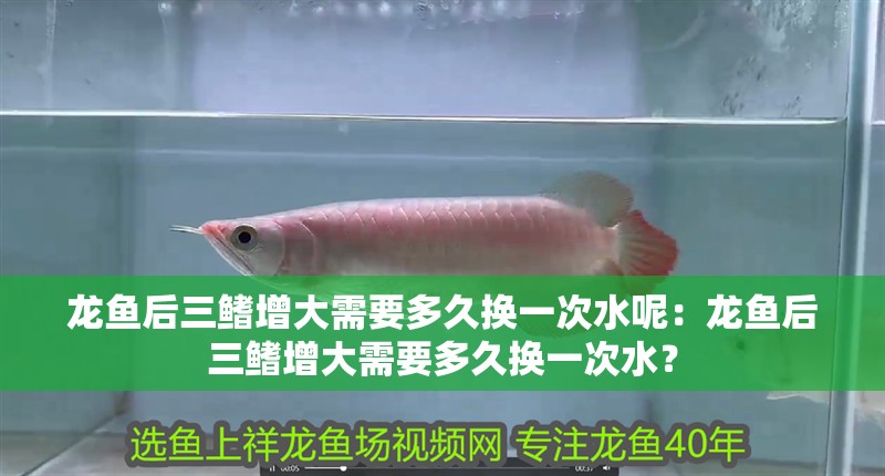 龍魚后三鰭增大需要多久換一次水呢：龍魚后三鰭增大需要多久換一次水？
