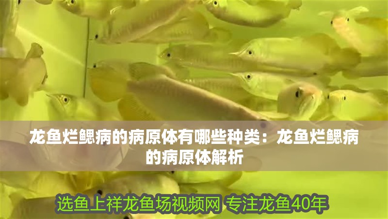 龍魚(yú)爛鰓病的病原體有哪些種類(lèi)：龍魚(yú)爛鰓病的病原體解析