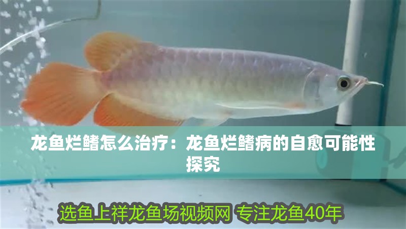 龍魚爛鰭怎么治療：龍魚爛鰭病的自愈可能性探究