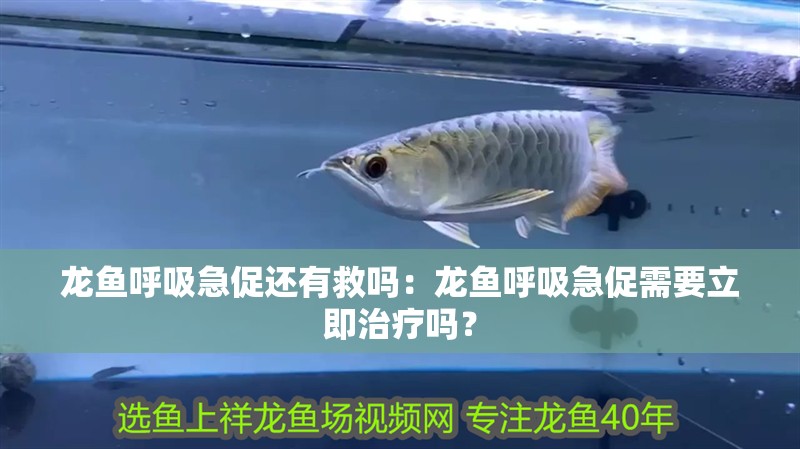 龍魚呼吸急促還有救嗎：龍魚呼吸急促需要立即治療嗎？