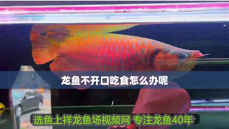 龍魚不開口吃食怎么辦呢 龍魚不開口吃食怎么辦呢 龍魚百科 第2張