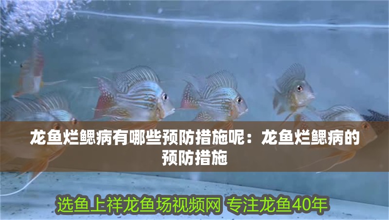 龍魚爛鰓病有哪些預(yù)防措施呢：龍魚爛鰓病的預(yù)防措施