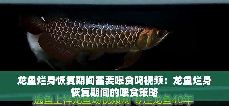 龍魚爛身恢復(fù)期間需要喂食嗎視頻：龍魚爛身恢復(fù)期間的喂食策略