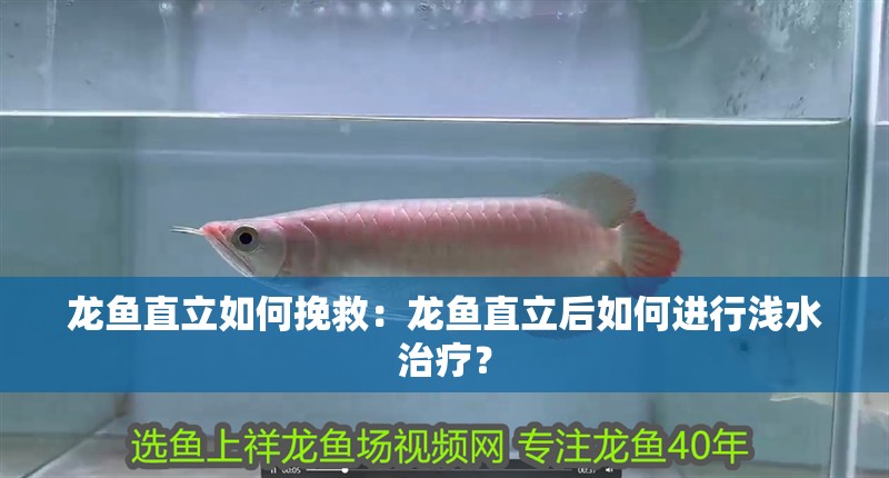 龍魚直立如何挽救：龍魚直立后如何進行淺水治療？