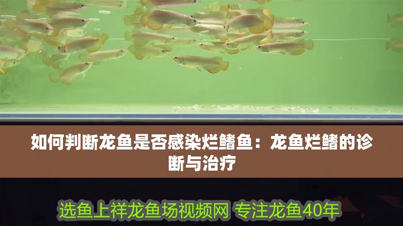 如何判斷龍魚是否感染爛鰭魚：龍魚爛鰭的診斷與治療