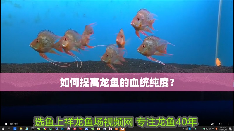 如何提高龍魚的血統純度？ 如何提高龍魚的血統純度？ 龍魚百科