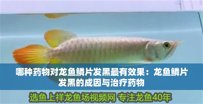 哪種藥物對龍魚鱗片發(fā)黑最有效果：龍魚鱗片發(fā)黑的成因與治療藥物