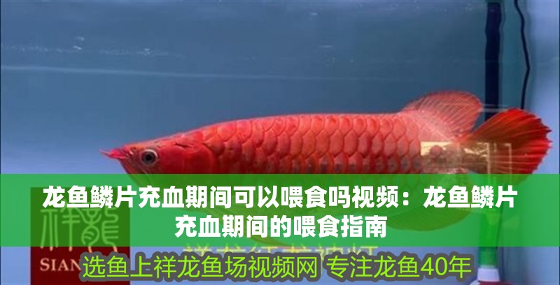 龍魚鱗片充血期間可以喂食嗎視頻：龍魚鱗片充血期間的喂食指南