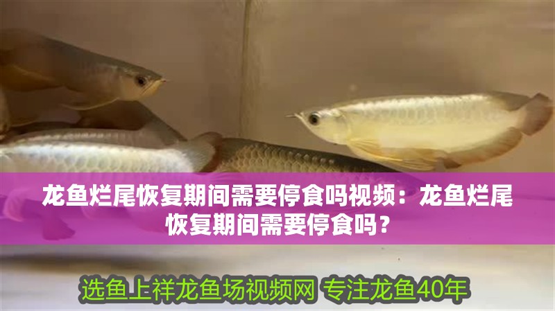 龍魚爛尾恢復期間需要停食嗎視頻：龍魚爛尾恢復期間需要停食嗎？