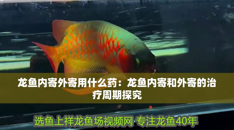 龍魚內(nèi)寄外寄用什么藥：龍魚內(nèi)寄和外寄的治療周期探究