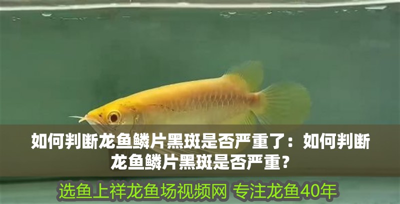 如何判斷龍魚鱗片黑斑是否嚴重了：如何判斷龍魚鱗片黑斑是否嚴重？