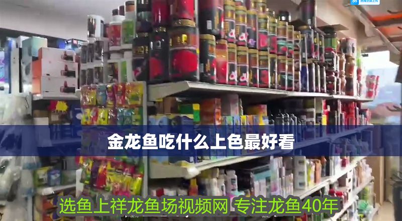 金龍魚吃什么上色最好看