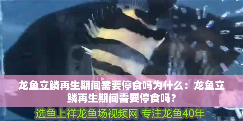 龍魚立鱗再生期間需要停食嗎為什么：龍魚立鱗再生期間需要停食嗎？