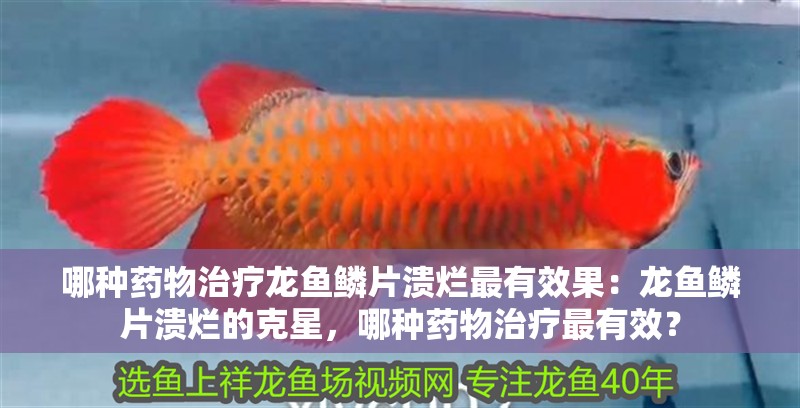 哪種藥物治療龍魚鱗片潰爛最有效果：龍魚鱗片潰爛的克星，哪種藥物治療最有效？