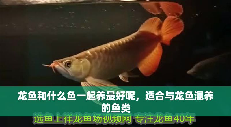 龍魚和什么魚一起養最好呢，適合與龍魚混養的魚類