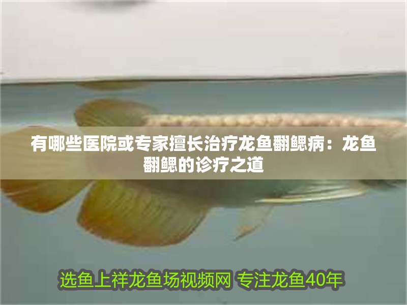 有哪些醫(yī)院或?qū)＜疑瞄L治療龍魚翻鰓病：龍魚翻鰓的診療之道