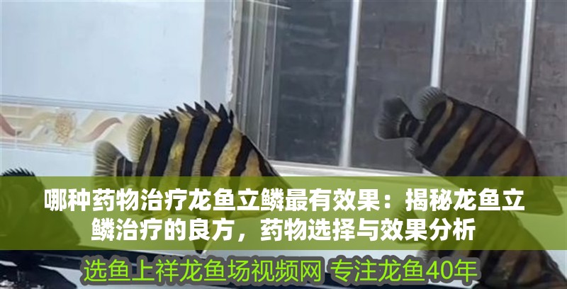 哪種藥物治療龍魚立鱗最有效果：揭秘龍魚立鱗治療的良方，藥物選擇與效果分析