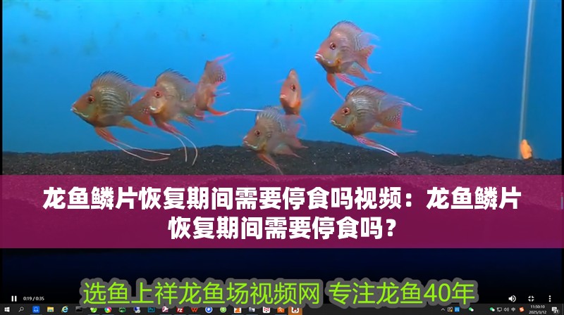 龍魚鱗片恢復期間需要停食嗎視頻：龍魚鱗片恢復期間需要停食嗎？