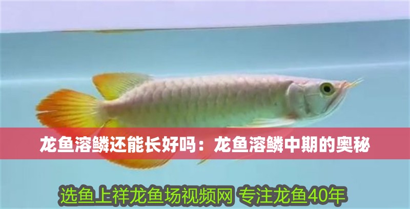 龍魚(yú)溶鱗還能長(zhǎng)好嗎：龍魚(yú)溶鱗中期的奧秘