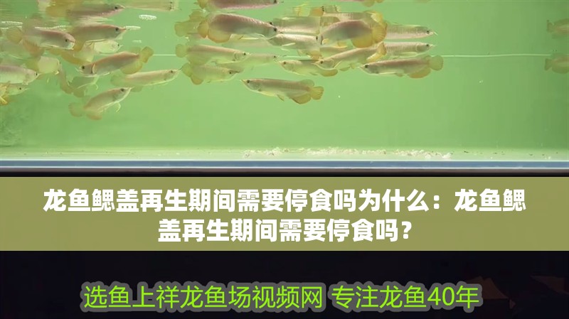 龍魚鰓蓋再生期間需要停食嗎為什么：龍魚鰓蓋再生期間需要停食嗎？