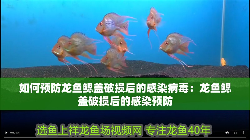 如何預防龍魚鰓蓋破損后的感染病毒：龍魚鰓蓋破損后的感染預防