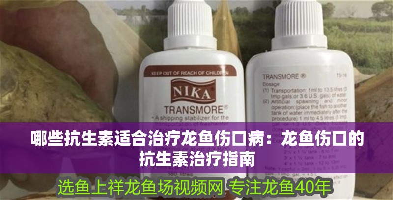 哪些抗生素適合治療龍魚傷口病：龍魚傷口的抗生素治療指南