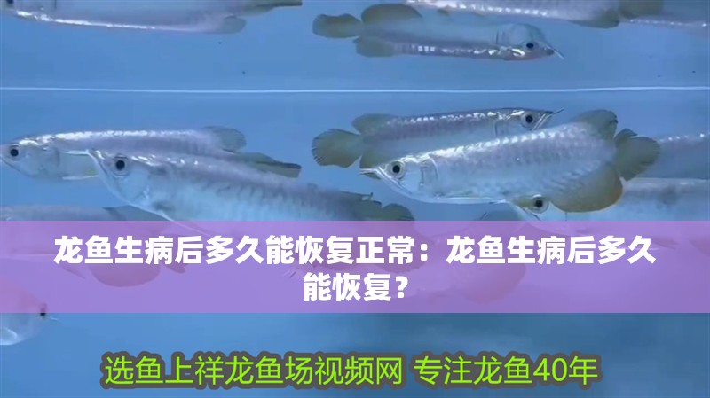 龍魚生病后多久能恢復正常：龍魚生病后多久能恢復？