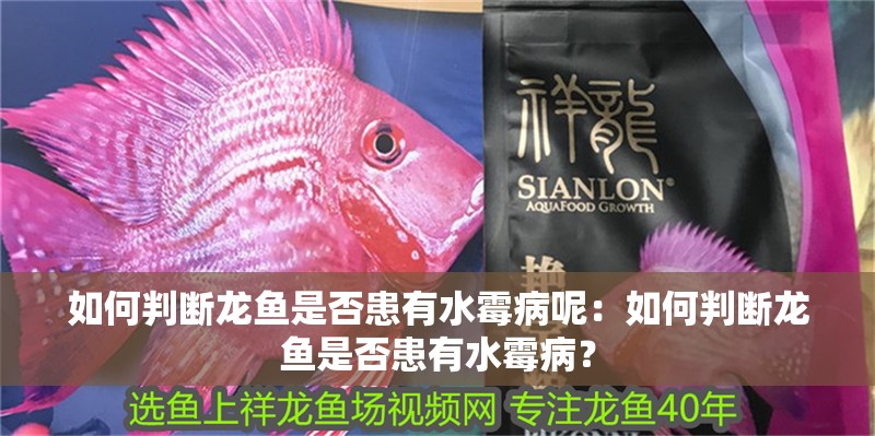 如何判斷龍魚是否患有水霉病呢：如何判斷龍魚是否患有水霉病？