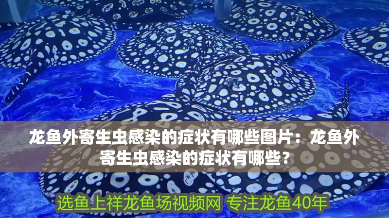龍魚外寄生蟲感染的癥狀有哪些圖片：龍魚外寄生蟲感染的癥狀有哪些？ 龍魚外寄生蟲感染的癥狀有哪些圖片：龍魚外寄生蟲感染的癥狀有哪些？ 水族問答