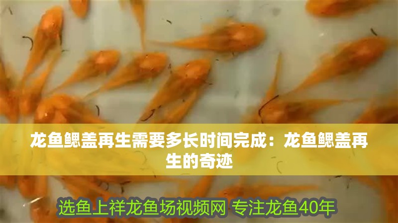 龍魚鰓蓋再生需要多長時間完成：龍魚鰓蓋再生的奇跡
