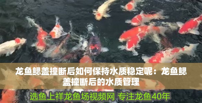 龍魚鰓蓋撞斷后如何保持水質(zhì)穩(wěn)定呢：龍魚鰓蓋撞斷后的水質(zhì)管理