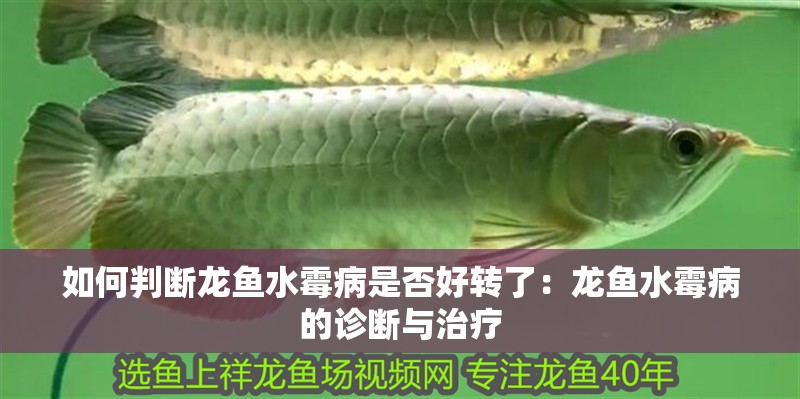 如何判斷龍魚水霉病是否好轉了：龍魚水霉病的診斷與治療