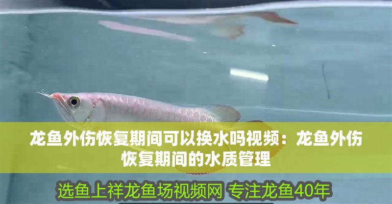 龍魚外傷恢復(fù)期間可以換水嗎視頻：龍魚外傷恢復(fù)期間的水質(zhì)管理