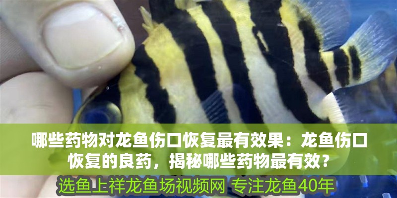 哪些藥物對龍魚傷口恢復最有效果：龍魚傷口恢復的良藥，揭秘哪些藥物最有效？