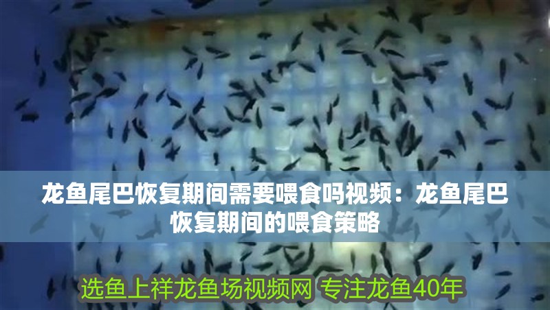 龍魚尾巴恢復期間需要喂食嗎視頻：龍魚尾巴恢復期間的喂食策略 龍魚尾巴恢復期間需要喂食嗎視頻：龍魚尾巴恢復期間的喂食策略 水族問答