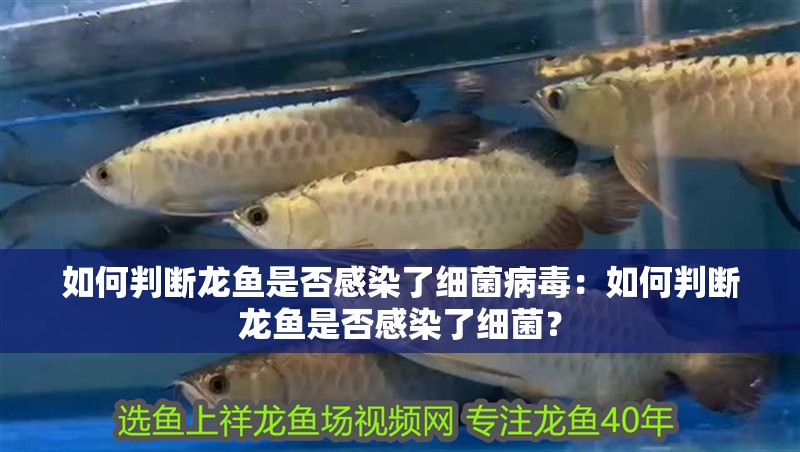 如何判斷龍魚是否感染了細菌病毒：如何判斷龍魚是否感染了細菌？