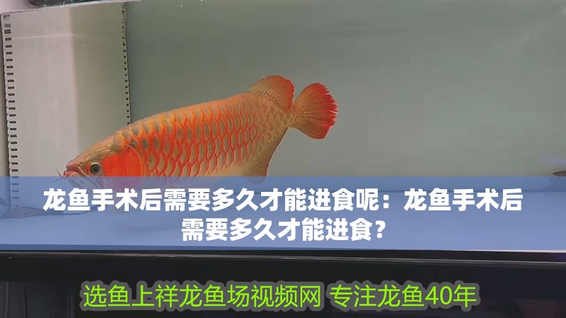 龍魚手術后需要多久才能進食呢：龍魚手術后需要多久才能進食？