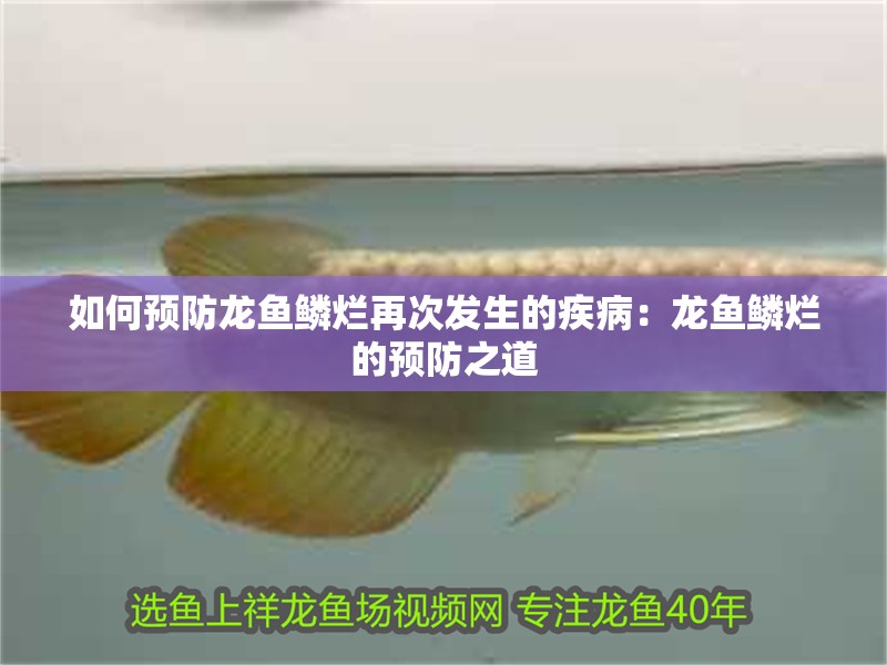 我的虎魚真菌感染了要怎么處理 如何預防龍魚鱗爛再次發生的疾病:龍魚鱗爛的預防之道 水族問答 如何預防龍魚鱗爛再次發生的疾病:龍魚鱗爛的預防之道 如何預防龍魚鱗爛再次發生的疾病:龍魚鱗爛的預防之道 水族問答