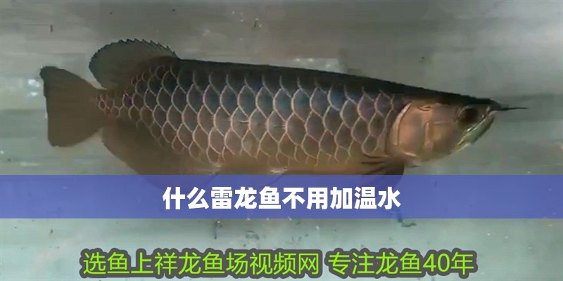 什么雷龍魚不用加溫水
