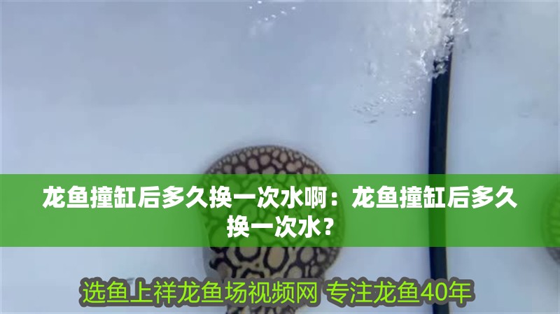 龍魚(yú)撞缸后多久換一次水?。糊堲~(yú)撞缸后多久換一次水？