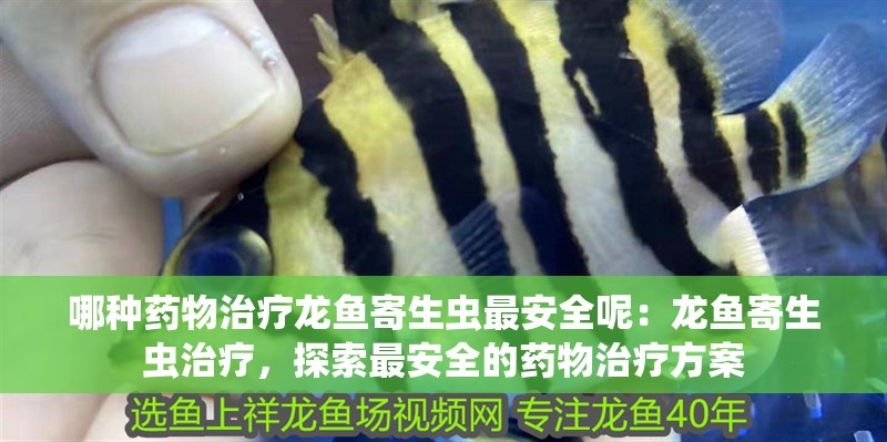 哪種藥物治療龍魚寄生蟲最安全呢：龍魚寄生蟲治療，探索最安全的藥物治療方案