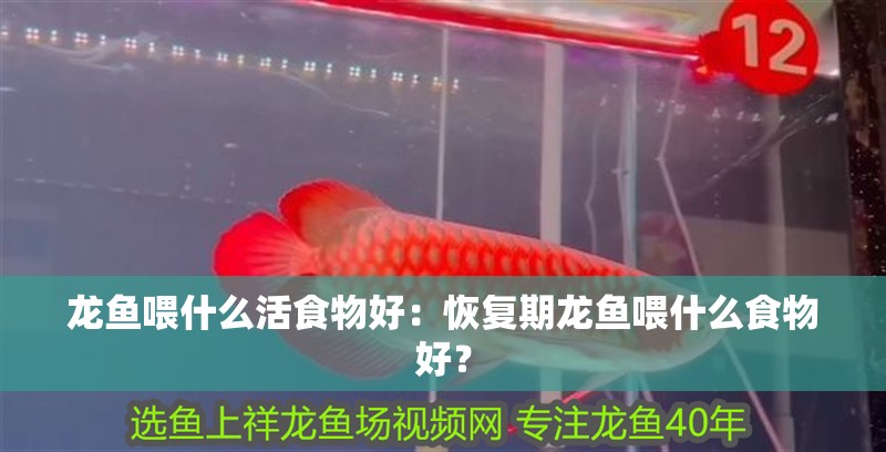 龍魚喂什么活食物好：恢復期龍魚喂什么食物好？
