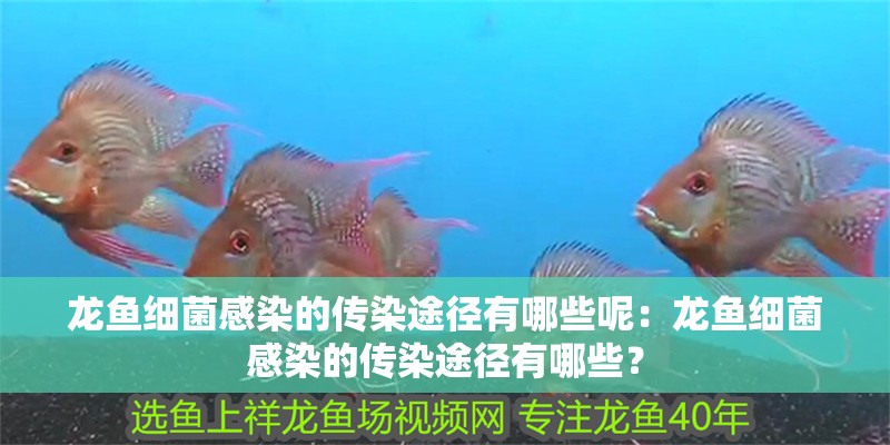 龍魚細菌感染的傳染途徑有哪些呢：龍魚細菌感染的傳染途徑有哪些？