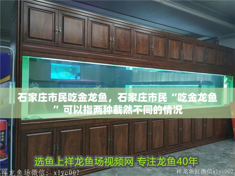 石家莊市民吃金龍魚，石家莊市民“吃金龍魚”可以指兩種截然不同的情況